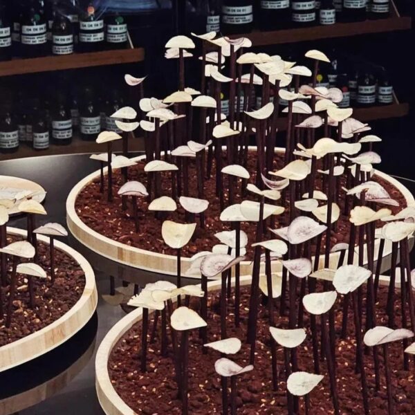 Volée de champignon